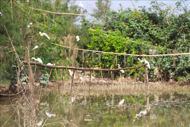 Vô số que nhựa dính được găm chặt trên những thân phi lao nằm ngang, cách mặt nước từ 0,4 đến 0,5m. Khi các loài chim, cò dính que nhựa sẽ rơi xuống mặt nước. Ảnh: Xuân Tiến - TTXVN 