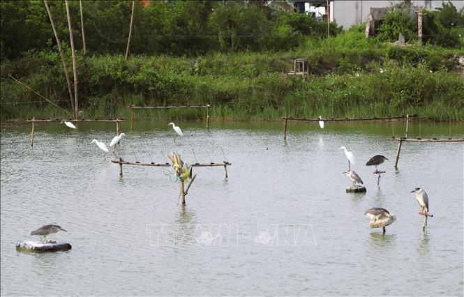 Vô số que nhựa dính cắm tua tủa trên những thanh ngang được cột chắc chắn trên các cọc gỗ cắm sâu xuống mặt ao tạo nên “vùng tử địa” đối với các loài chim trời. Ảnh: Xuân Tiến - TTXVN   