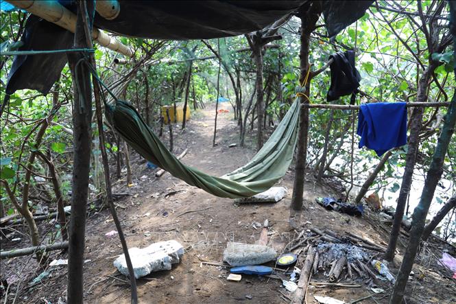 Trong rừng phi lao ven biển qua các xã Diễn Châu, An Châu (tỉnh Nghệ An) dễ dàng bắt gặp những chiếc võng là nơi “thợ săn chim” nằm chờ những đàn cò bay từ hướng biển vào đất liền để giật dây nối, bắt những con chim mồi vỗ cánh, dụ đàn. Ảnh: Xuân Tiến - TTXVN 