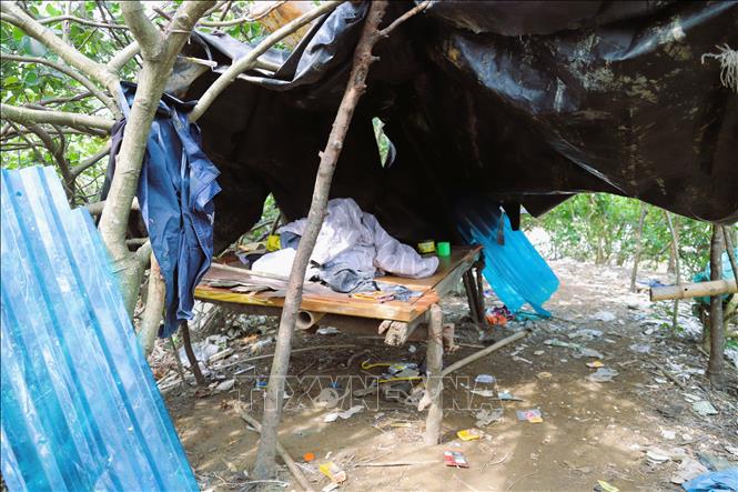 Một lều, lán tạm của thợ săn chim được lập nên trong khu vực rừng ngập mặn để săn chim và ngủ qua đêm. Ảnh: Xuân Tiến - TTXVN 