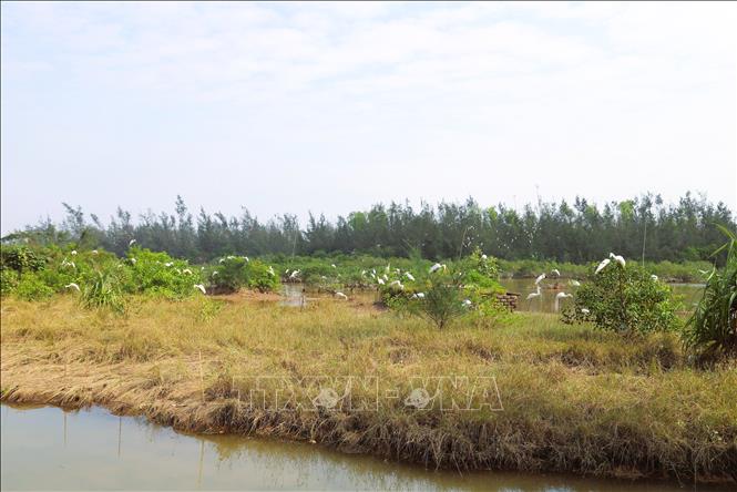 Những diện tích rừng sú vẹt ngập mặn trên địa bàn nhiều xã ven biển tỉnh Nghệ An bị người dân công khai cắm hàng trăm con cò giả và rải que nhựa dính trên diện tích rộng để bẫy chim, cò. Ảnh: Xuân Tiến - TTXVN 