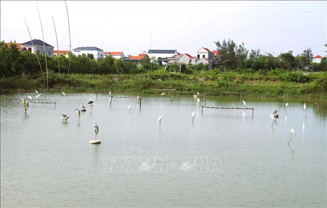 Ao, đầm nuôi tôm, cá của người dân ở xã ven biển Quỳnh Phú (tỉnh Nghệ An) biến thành khu vực bẫy, bắt chim hoang dã từ hơn 1 tháng nay. Ảnh: Xuân Tiến - TTXVN 