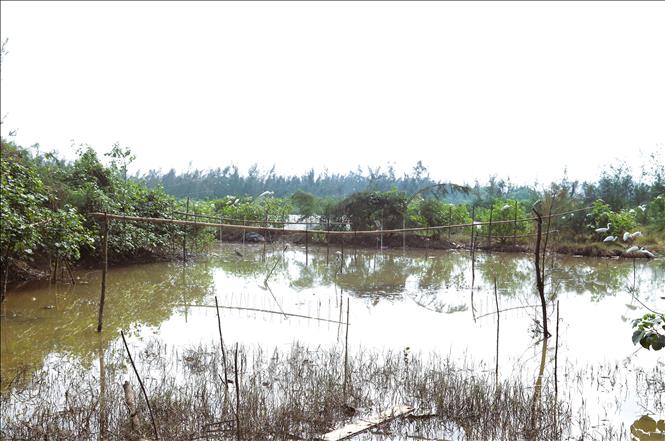 Thực trạng “chim trời bị tận diệt” này vẫn diễn ra công khai, kéo theo hệ lụy là nhiều loài chim bị giảm về số lượng cá thể, ảnh hưởng nghiêm trọng đến đa dạng sinh học, tác dộng xấu đến môi trường, sinh cảnh, hệ sinh thái tự nhiên. Ảnh: Xuân Tiến - TTXVN 