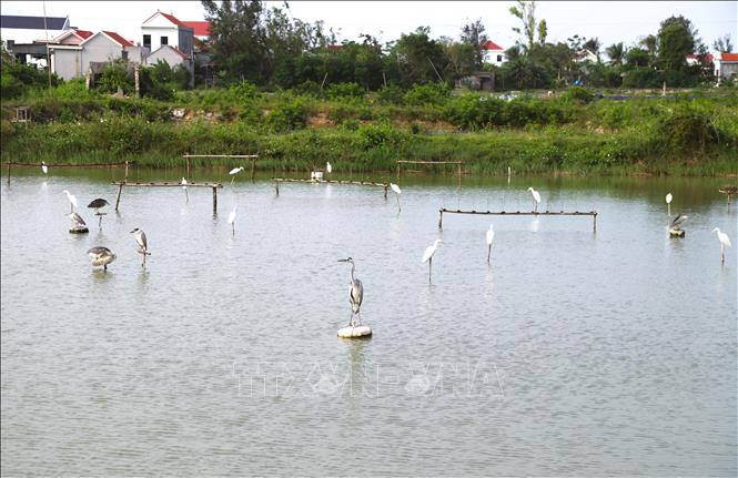 Nhiều cò, vạc bị cột chân vào sợi dây cước, đứng trên các tấm phao xốp giữa ao cùng với hàng chục cò trắng giả được tạo tác bằng xốp để dụ những đàn cò trên cao sà xuống dính bẫy nhựa. Ảnh: Xuân Tiến - TTXVN 