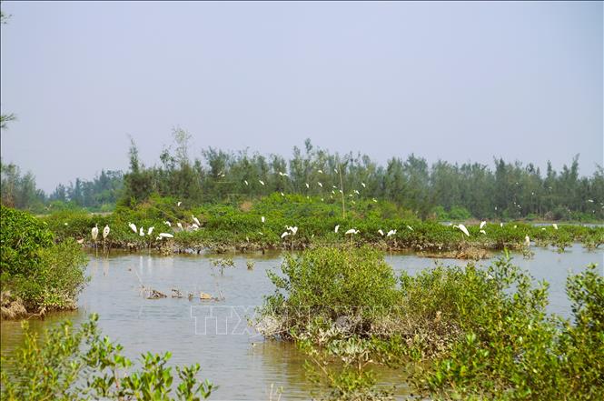 Khu vực rừng phi lao, rừng ngập mặn rộng lớn liền kề khu nuôi tôm trên địa bàn xã An Châu (tỉnh Nghệ An) xuất hiện hàng ngàn con cò giả bằng xốp được cắm với mật độ dày đặc. Ảnh: Xuân Tiến - TTXVN 