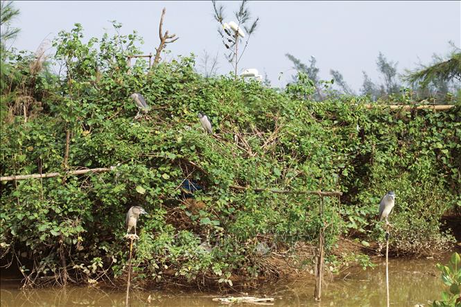 Nhiều cá thể Vạc bị “thợ săn chim” sử dụng đặt trong khu vực bẫy que nhựa dính và giăng lưới xung quanh để dụ những loài chim khác sà xuống dính bẫy. Ảnh: Xuân Tiến - TTXVN 