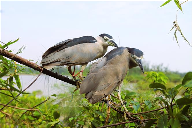 Hai cá thể Vạc được cột trên cao khu vực bụi rậm để làm mồi nhử các đàn cò, vạc khác sà xuống khu vực đặt bẫy. Ảnh: Xuân Tiến - TTXVN 