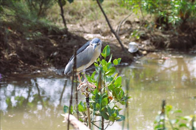 Một cá thể Vạc trưởng thành đã bị khâu kín hai mắt và cột chân, cho đứng trên giá nâng bên cạnh giàn que nhựa dính để làm chim mồi dụ những đàn Vạc khác sà xuống. Ảnh: Xuân Tiến - TTXVN 