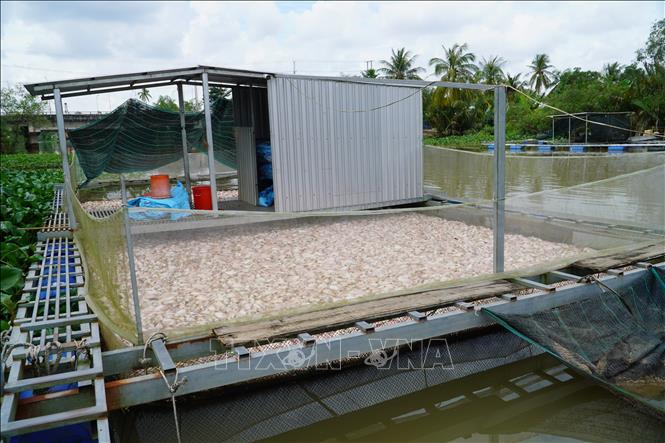 Tỷ lệ cá điêu hồng chết chiếm từ 40-100% số cá nuôi, chủ yếu tập trung tại các bè cá lớn từ 800-1,6 kg/con. Ảnh: Thu Hiền – TTXVN                       