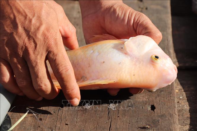 Hiện cá ở các lồng bè của người nuôi vẫn xảy ra hiện tượng lừ đừ, nổ mắt, mang đỏ và chết rải rác mỗi ngày. Ảnh: Thu Hiền - TTXVN