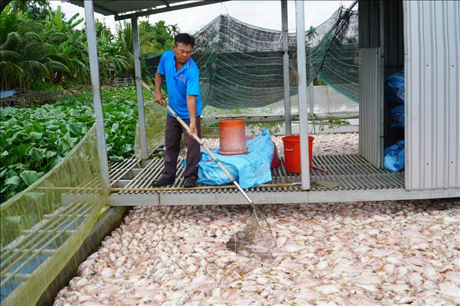 Cá điêu hồng nuôi lồng bè của người dân ở phường Hưng Phú, thành phố Cần Thơ, bị chết ngày 30/10/2025. Ảnh: Thu Hiền – TTXVN                       