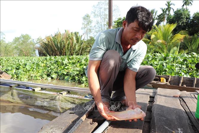 Sau đợt cá chết hàng loạt vào cuối tháng 10, đến nay, cá vẫn chết rải rác mỗi ngày. Ảnh: Thu Hiền - TTXVN