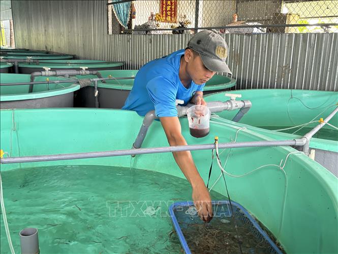 Nhân viên tổ hội cho cá chình giống ăn. Ảnh: Hồng Nhung - TTXVN