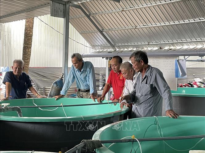 Các đơn vị tham quan quy trình sản xuất cá chình giống. Ảnh: Hồng Nhung - TTXVN