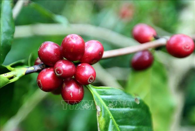 Riping coffee cherries in Son La province. VNA Photo: Quang Quyết