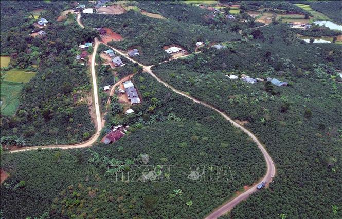 Coffee plantation area in Chieng Mai commune, Son La province. VNA Photo: Quang Quyết