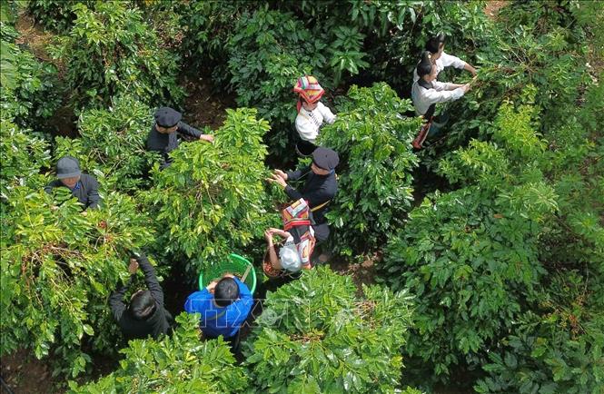 Farmers in Muoi Noi commune, Son La province harvest coffee cherries. VNA Photo: Quang Quyết