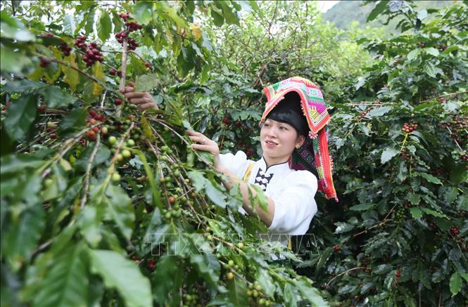 An ethnic woman in Muoi Noi commune, Son La province harvests coffee pods. VNA Photo: Quang Quyết