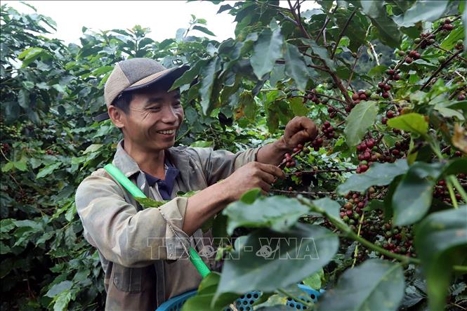 A farmer harvests coffee pods in Chieng Mai commune, Son La province. VNA Photo: Quang Quyết