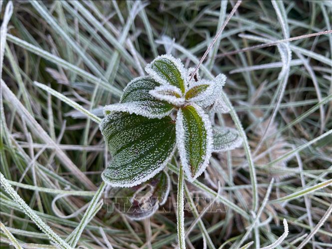 Băng giá, sương muối bám vào cành cây, ngọn cỏ tại Y Tý, Lào Cai. Ảnh: TTXVN phát 