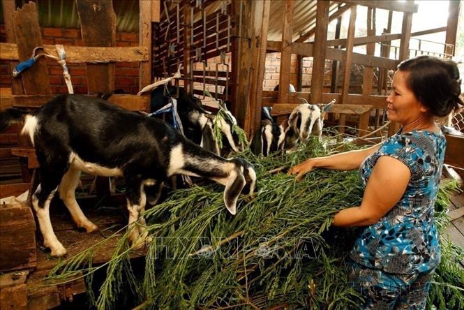 Thông qua Hội Phụ nữ tỉnh Đắ Lắk, gia đình bà Trần Thị H (xã Tân Tiến, thành phố buôn Ma Thuột) có 4 người nhiễm HIV//AIDS đã được vay vốn ưu đãi của chương trình từ Ngân hàng CSXH xây nhà tình thương và chăn nuôi dê phát triển kinh tế. Ảnh: Dương Ngọc - TTXVN