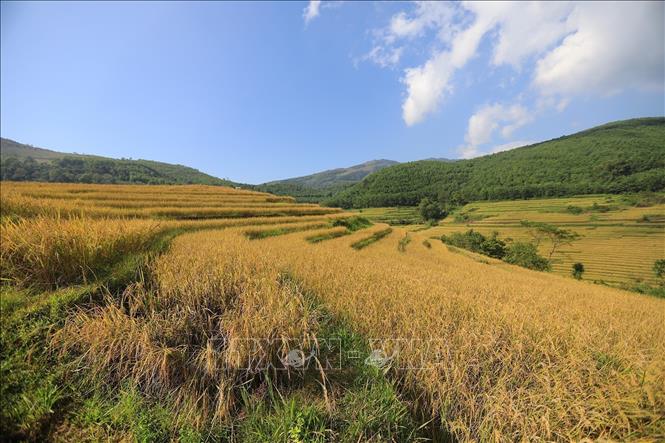 Mien Doi terraced fields in harvesting season in November. VNA Photo: Trọng Đạt
