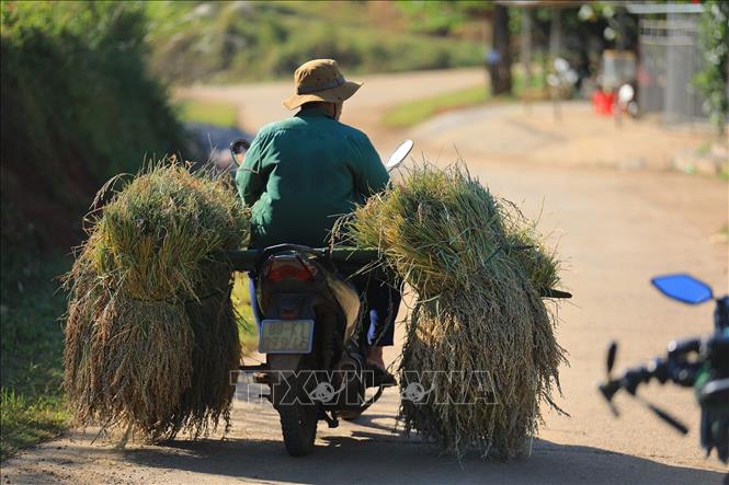 Locals in Mien Doi use motorbikes to transport ripe rice after harvest. VNA Photo: Trọng Đạt