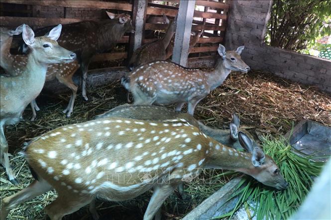 Nuôi hươu, hướng làm giàu cho các thành viên hợp tác xã Chăn nuôi Hươu – Gà Thảo dược Quỳnh Lưu. Ảnh: Trịnh Duy Hưng-TTXVN
