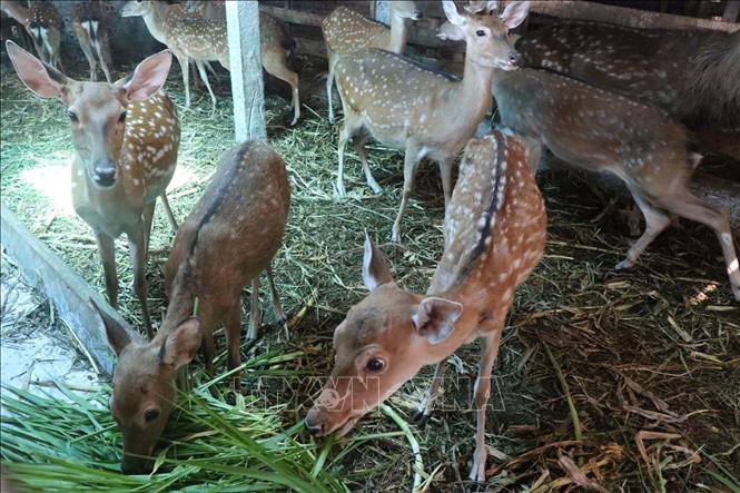 Nuôi hươu, hướng làm giàu cho các thành viên hợp tác xã Chăn nuôi Hươu – Gà Thảo dược Quỳnh Lưu. Ảnh: Trịnh Duy Hưng-TTXVN
