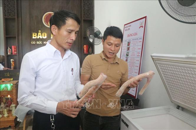 Nhung hươu đông lạnh được sơ chế bảo quản. Ảnh: Trịnh Duy Hưng-TTXVN
