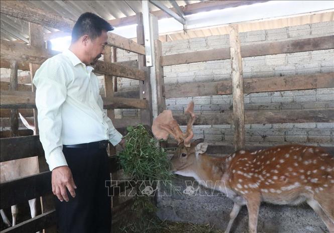 Hươu có cặp nhung hình nấm linh chi quý hiếm có giá trị nhung cao gấp 1,5 nhung thường. Ảnh: Trịnh Duy Hưng-TTXVN
