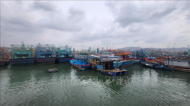Khu neo đậu ở cảng cá Quy Nhơn có thể chứa 600 tàu thuyền trú tránh khi có bão. Ảnh: Sỹ Thắng-TTXVN