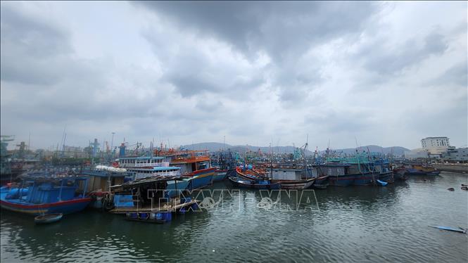 Tàu thuyền vào tránh trú bão số 15 tại Khu neo đậu tàu thuyền ở cảng cá Quy Nhơn. Ảnh: Sỹ Thắng-TTXVN