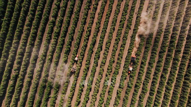 Nông dân thu hoạch cà phê tại bang Minas Gerais, Brazil. Ảnh: THX/TTXVN