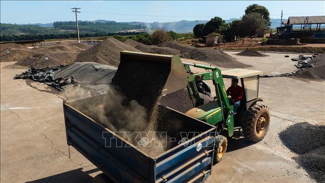 Nông dân thu hoạch cà phê tại bang Minas Gerais, Brazil. Ảnh: THX/TTXVN