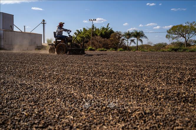 Phơi hạt cà phê tại bang Minas Gerais, Brazil. Ảnh: THX/TTXVN