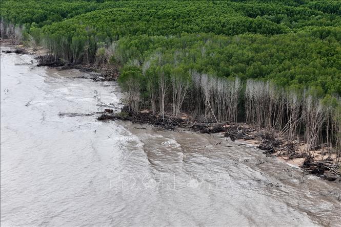 Bờ biển Đông thuộc xã Phan Ngọc Hiển (tỉnh Cà Mau) bị sạt lở, những hàng đước phải chống chịu trước áp lực từ sóng biển. Ảnh: Hồng Đạt - TTXVN