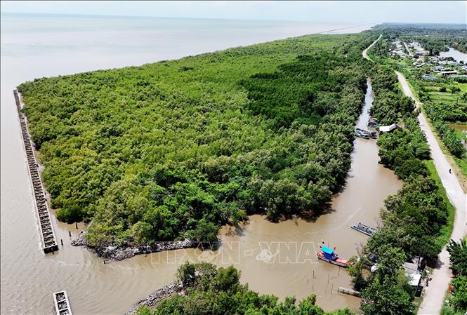 Một đoạn rừng tái sinh Biển Tây đã hồi sinh sau khi có kè chắn sóng thuộc địa bàn xã U Minh, tỉnh Cà Mau. Ảnh: Hồng Đạt - TTXVN