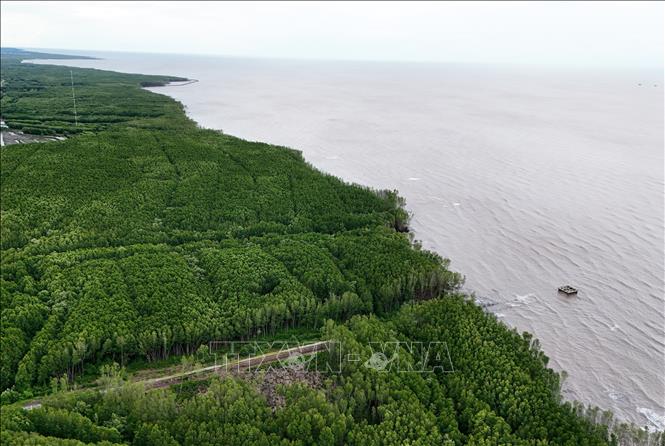 Tình trạng xâm thực bờ biển Đông tỉnh Cà Mau diễn ra phức tạp, với gần 100 km sạt lở nghiêm trọng, nhiều vạt đai rừng phòng hộ không còn, khuyết sâu vào bên trong hàng chục mét. Ảnh: Hồng Đạt - TTXVN