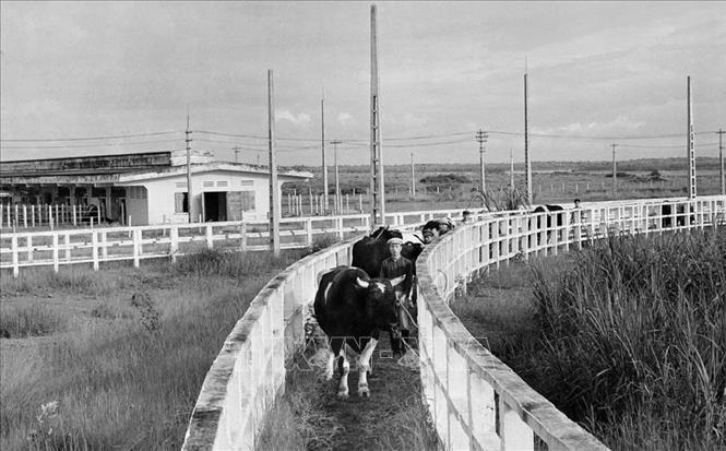 Trại bò giống Ba Vì (Hà Nội) - một trong 5 công trình kinh tế-xã hội hiện đại được Cuba tặng Việt Nam năm 1973, sau chuyến thăm của Lãnh tụ Cuba Fidel Castro. Ảnh: TTXVN