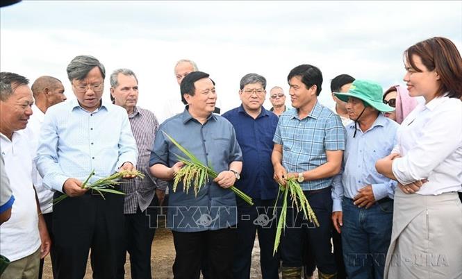 Đồng chí Nguyễn Xuân Thắng thị sát dự án trồng lúa của các kỹ sư và chuyên gia Việt Nam ở huyện Los Palacios, tỉnh Pinar del Rio (Cuba, 16/05/2025). Ảnh: Việt Hùng - TTXVN
