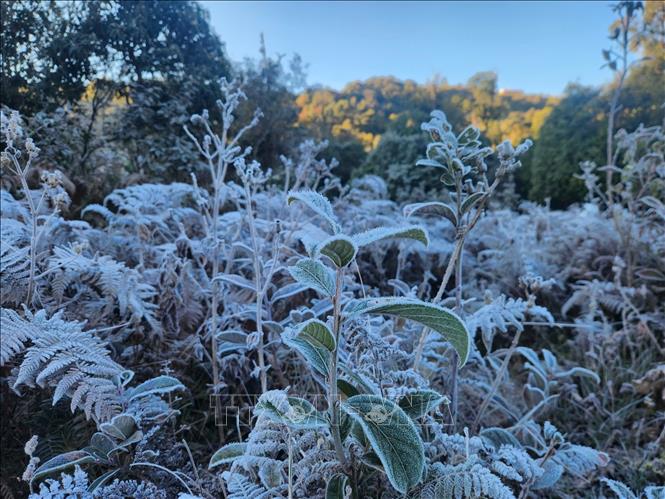 Băng giá phủ trắng cây cỏ ở Y Tý (Lào Cai).  Ảnh: Hương Thu - TTXVN