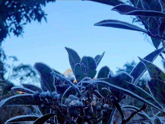 Băng giá phủ trắng cây cỏ ở Y Tý (Lào Cai).  Ảnh: Hương Thu - TTXVN