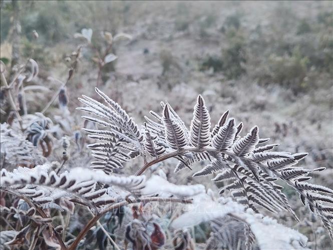 Băng giá phủ trắng cây cỏ Y Tý.  Ảnh: Hương Thu - TTXVN