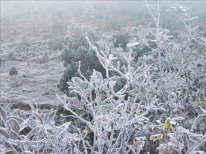 Băng giá phủ trắng cây cỏ ở Y Tý (Lào Cai).  Ảnh: Hương Thu - TTXVN