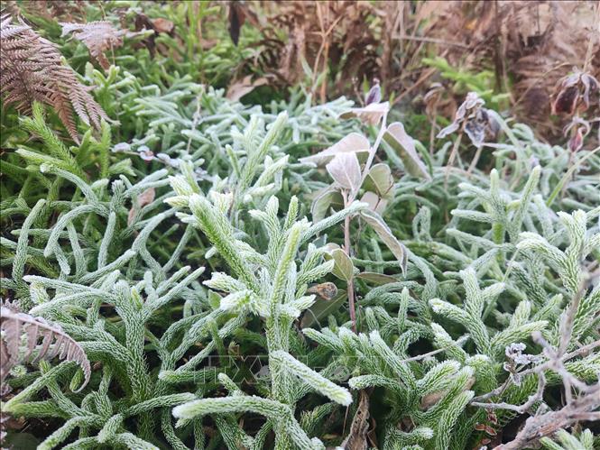 Băng giá phủ trắng cây cỏ ở Y Tý (Lào Cai).  Ảnh: Hương Thu - TTXVN