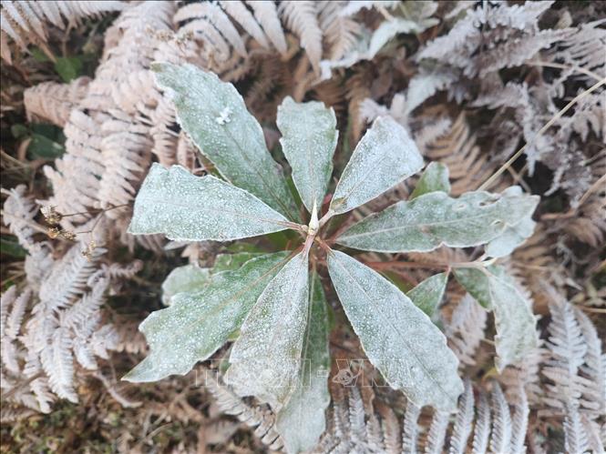 Băng giá phủ trắng cây cỏ ở Y Tý (Lào Cai).  Ảnh: Hương Thu - TTXVN