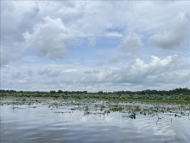 Lotus cultivation at the Tram Chim National Park. VNA Photo: Hồng Nhung