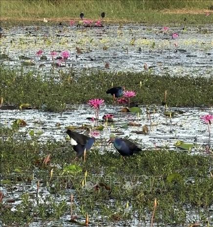 Wablers at the Tram Chim National Park. VNA Photo: Hồng Nhung