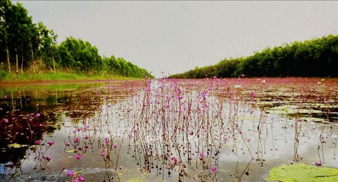The Tram Chim National Park boasts high biodiversity. VNA Photo: Hồng Nhung
